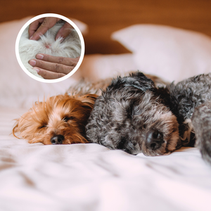 Bed Bugs and Pets – Can My Pets Carry Bed Bugs?