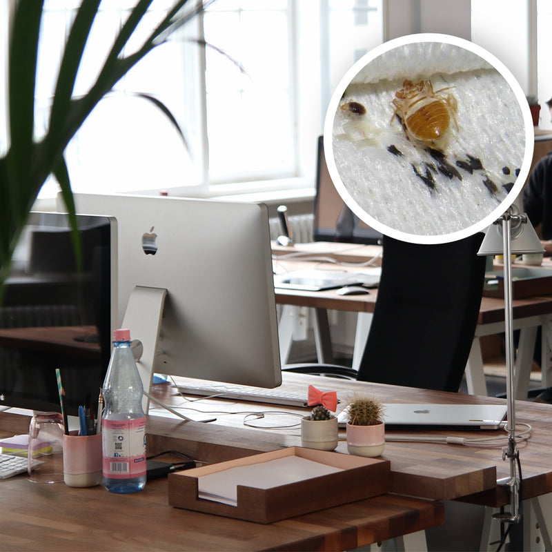 What To Do If You Find Bed Bugs at Work Bed Bug SOS