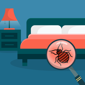 How to Look For Bed Bugs