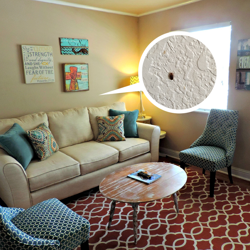 Bed bugs on online walls