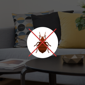 Highly Recommended Bed Bug Traps That You Should Try