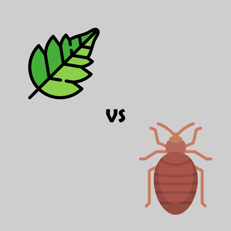 Bed Bug Bites or Poison Ivy Rash? – Learn How To Determine Which