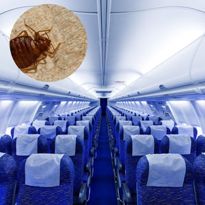 Bed Bugs on Airplanes? It is Possible to Avoid Them