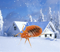 Can bed bugs survive the winter?