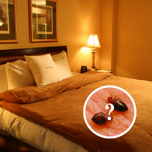 How Do You Know If Bed Bugs are Gone?