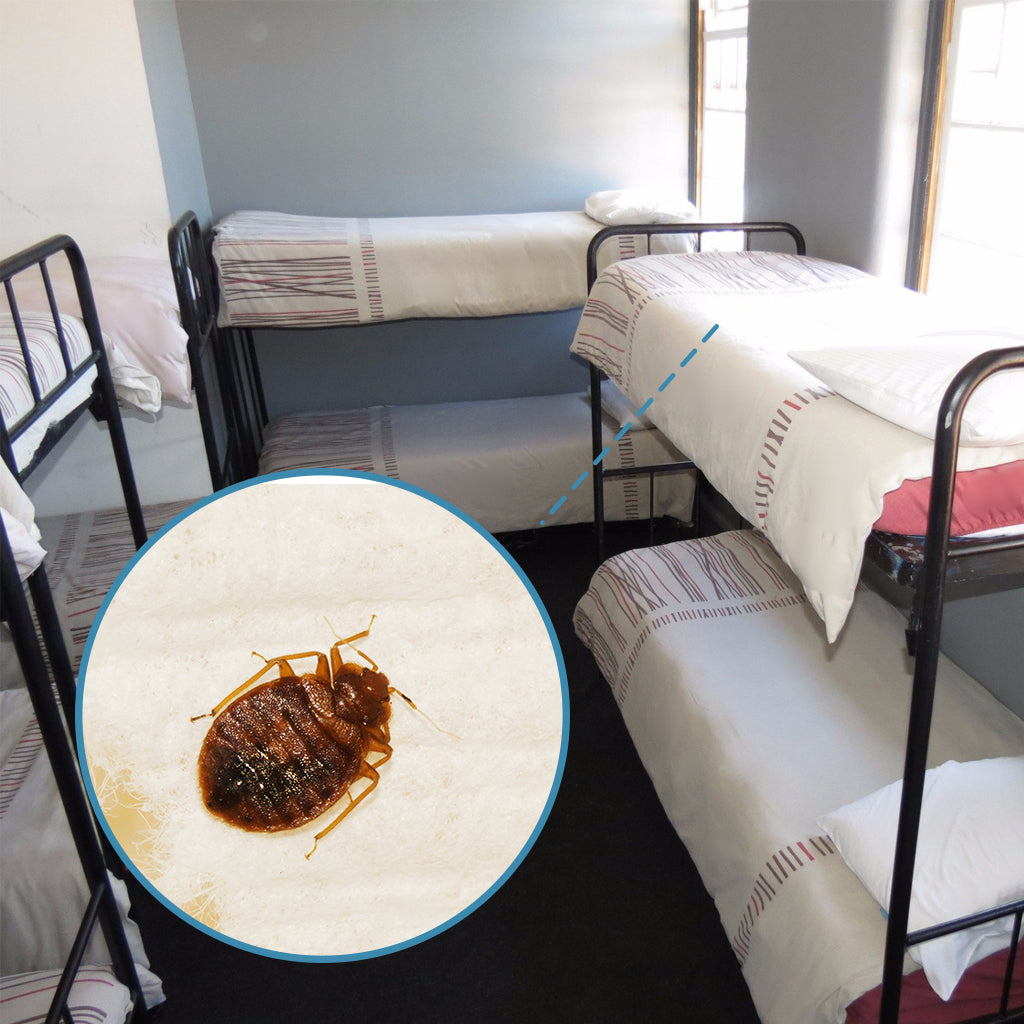 How to Prevent Bed Bugs in Dorm Rooms – Bed Bug SOS