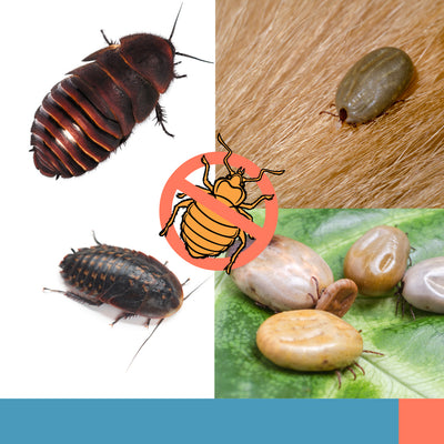 Bugs Often Mistaken For Bed Bugs