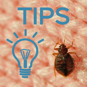 What Does a Bedbug Look Like On a Mattress?