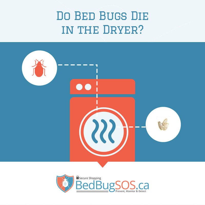 Do Bed Bugs Die in the Dryer?– Bed Bug SOS