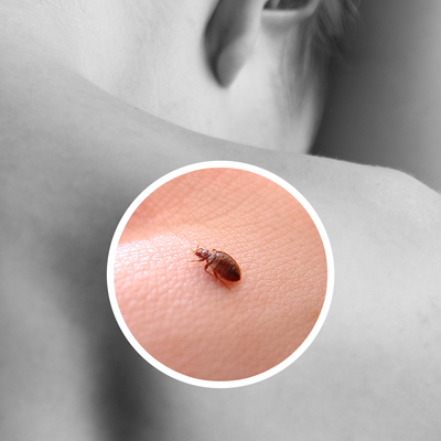 How Often Do Bed Bugs Feed?