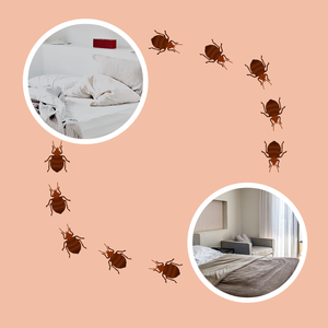 Are Bed Bugs Contagious in Apartments?