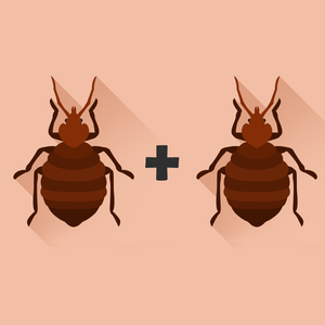 Bed Bugs Mating Process and Habits