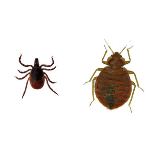 Ticks and Bed Bugs – Are They Related?