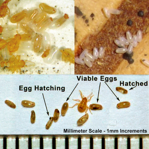 Bed Bug Eggs Pictures: Identifying How the Eggs Look Like