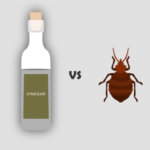Bed Bugs and Vinegar - Will the Acidity of Vinegar Kill Bed Bugs?