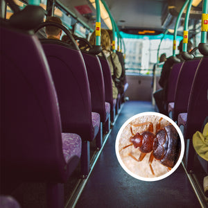 Bed Bugs on the Bus – Is It Possible to Get a Bed Bug Infestation at Home after a Bus Ride?