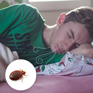 How Do Bed Bugs Find Their Host?