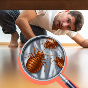 Why are Bed Bugs Such a Difficult Pest to Get Rid of?