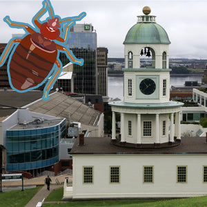 Bed Bug Halifax: Is the City Resolving Its Bed Bug Troubles?