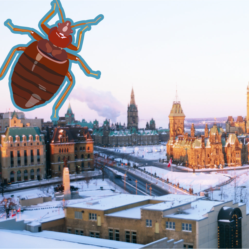Bed Bug Ottawa Dealing with Increasing Bed Bug Infestations Bed Bug SOS