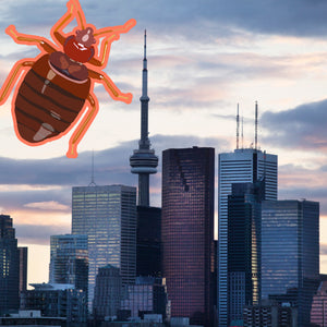 Bed Bug Toronto: Still Tops the Worst Cities with Bed Bugs