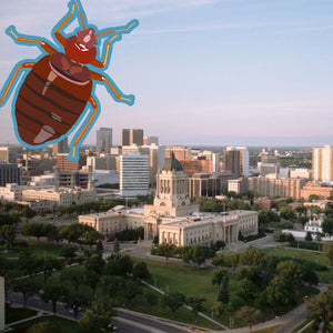 Bed Bugs Winnipeg: Still 2nd with Worst Bed Bug Problem