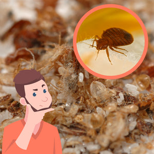Are Bed Bug Feces Hard or Soft?