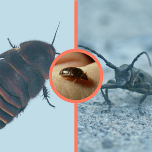Bugs That Look Like Bed Bugs but Bigger