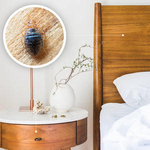 Bed Bugs on Wood – Do They Prefer Hiding in Wooden Furniture?