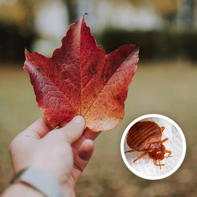 Are There Bed Bugs in Canada?