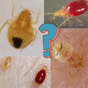 Bed Bug Larvae