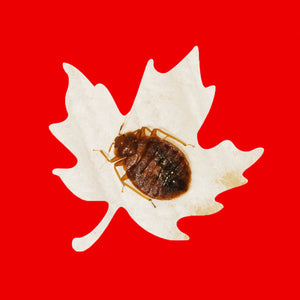 Bed Bug Sprays in Canada - What's Legal and What Isn’t