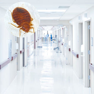 The Policy of Bed Bugs in Hospitals: How Do Hospitals Deal with a Bed Bug Infestation?