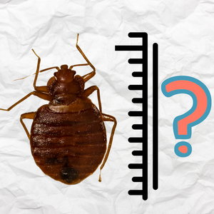 How Big Are Bed Bugs?