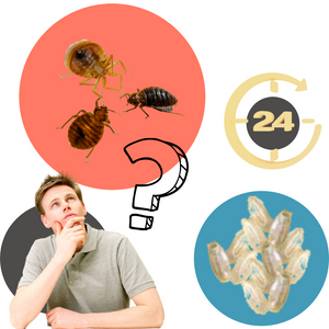 How Many Eggs Can Bed Bugs Lay a Day