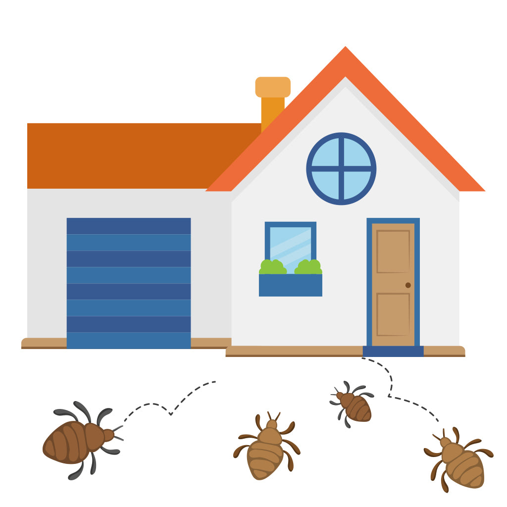 How Do You Get Bed Bugs in Your House? Bed Bug SOS