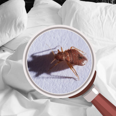 How to Find Bed Bugs During the Day