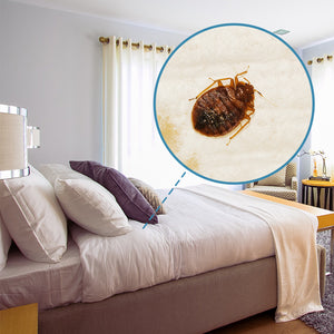 How to Prevent Bed Bugs in Airbnb Rentals