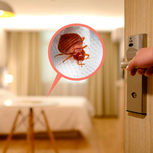 Is It Possible to Get Bed Bugs from Staying in a Hotel Room?