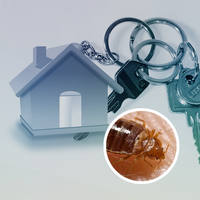 Is It Possible To Terminate a Lease Due to Bedbugs?