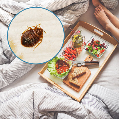 The 7 Most Common Ways You Can Get Bed Bugs