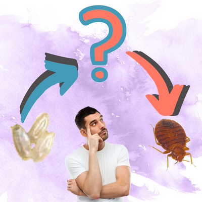 What Do Baby Bed Bugs Look Like?