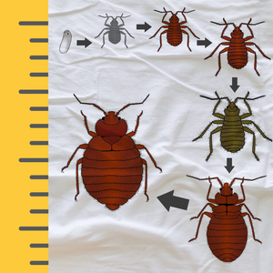 What is the Actual Size of a Bed Bug?