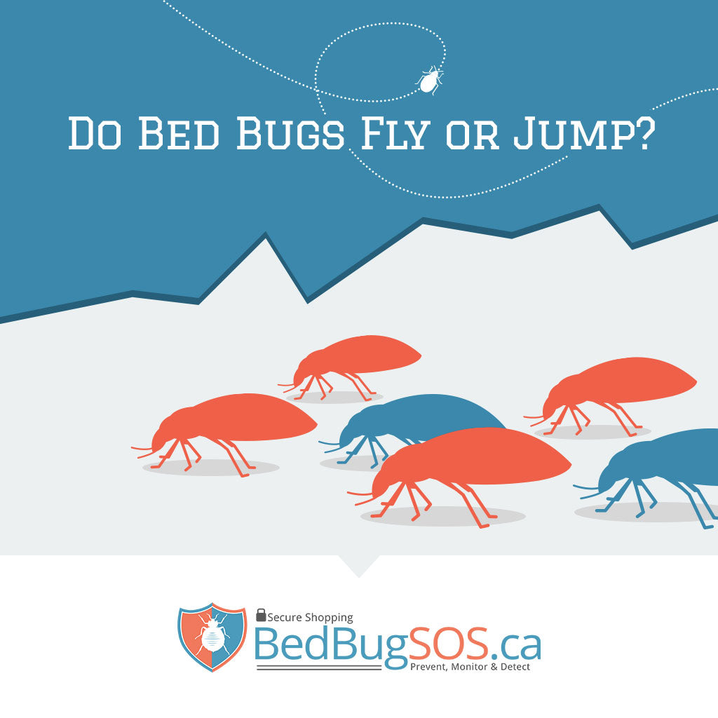 Do Bed Bugs Fly Or Jump?– Bed Bug SOS