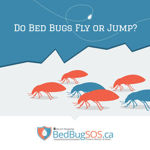 Do Bed Bugs Fly or Jump?