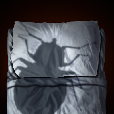 The State of Bed Bugs in Toronto